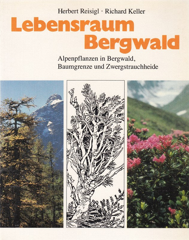Lebensraum Bergwald. Alpenpflanzen in Bergwald Baumgrenze und Zwergstrauchheide