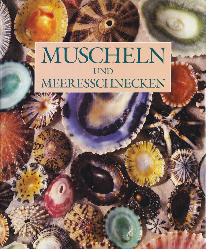 Muscheln und Meeresschnecken